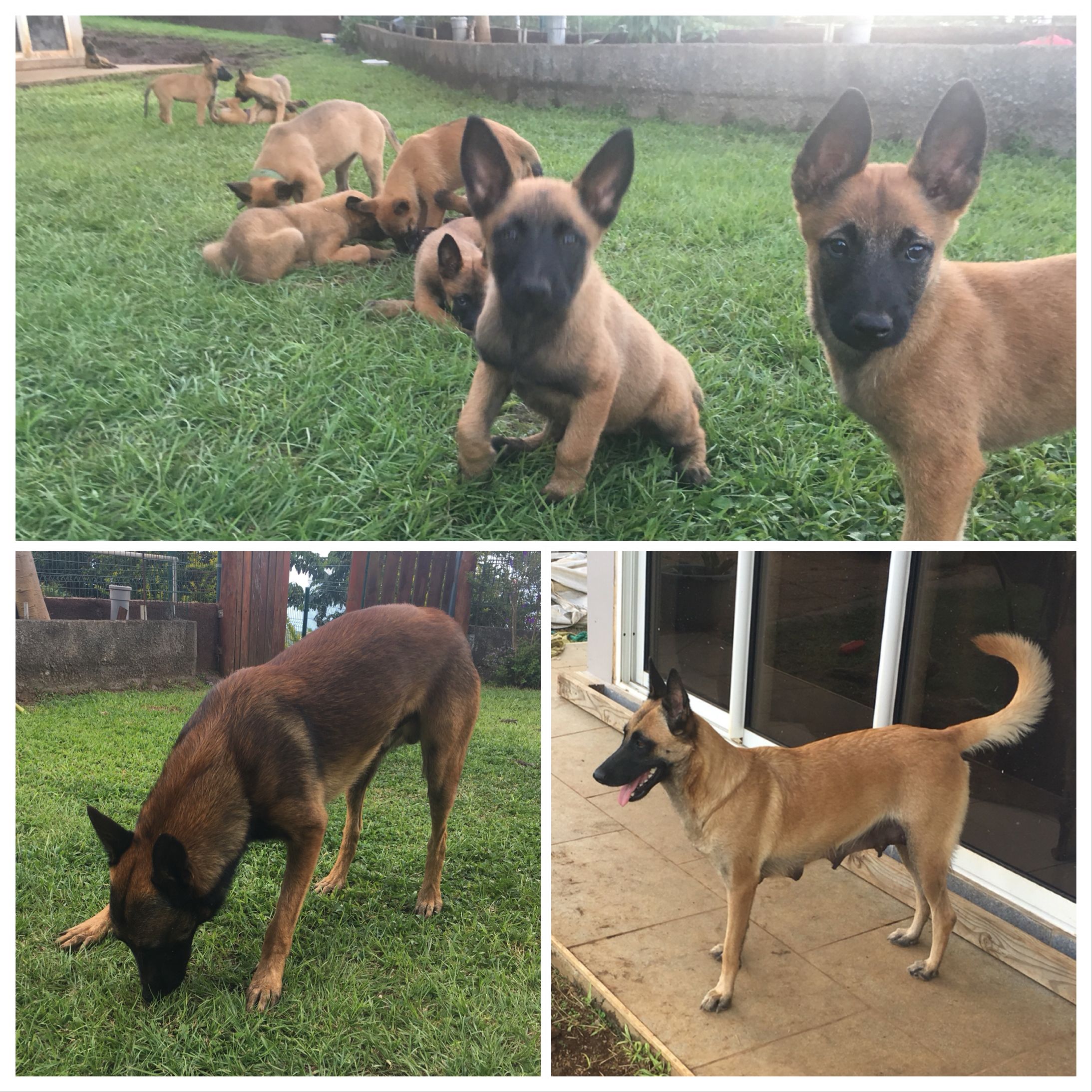 A Vendre Bergers Malinois Big Ce